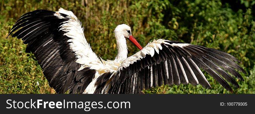 Beak, Bird, Stork, Fauna