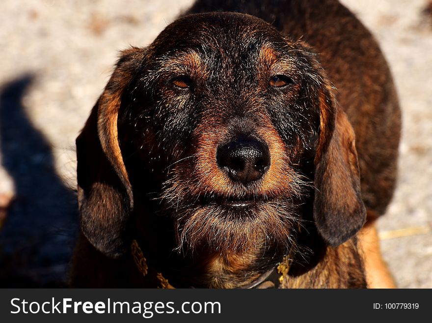 Dog, Dog Like Mammal, Dog Breed, Snout