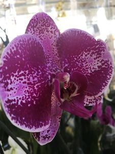 Very Rare Purple Orchid . Royalty Free Stock Photography Very Rare Purple Orchid . Royalty Free Stock Photography