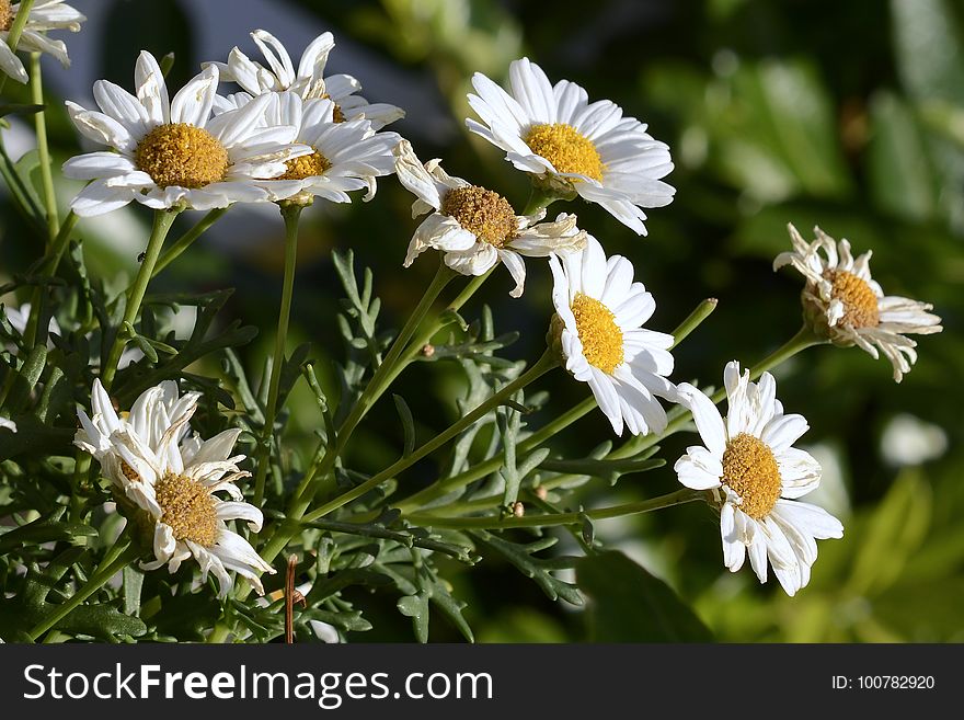 Flower, Oxeye Daisy, Aster, Plant