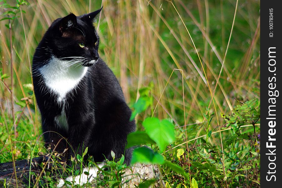 Cat, Fauna, Whiskers, Grass