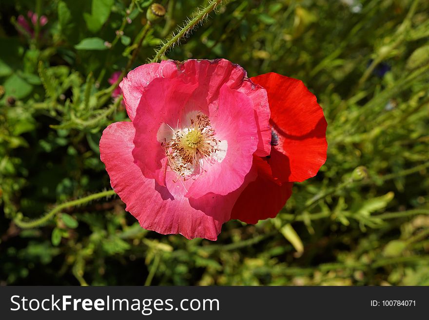 Flower, Wildflower, Pink, Flowering Plant
