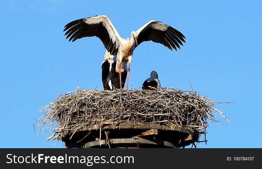 Bird, Stork, White Stork, Sky