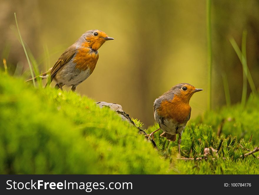 Bird, European Robin, Fauna, Beak