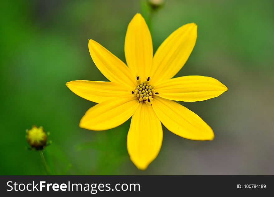 Flower, Yellow, Flora, Wildflower