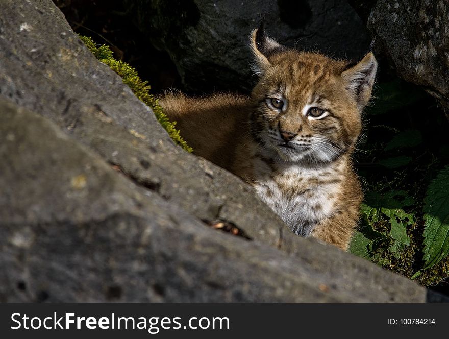 Wildlife, Mammal, Fauna, Small To Medium Sized Cats