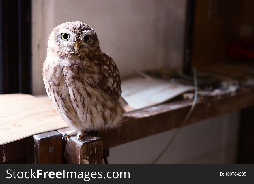 Owl, Bird, Bird Of Prey, Beak