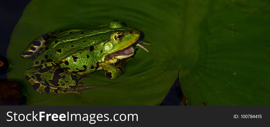 Ranidae, Amphibian, Frog, Leaf