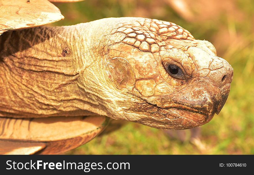 Tortoise, Turtle, Reptile, Terrestrial Animal