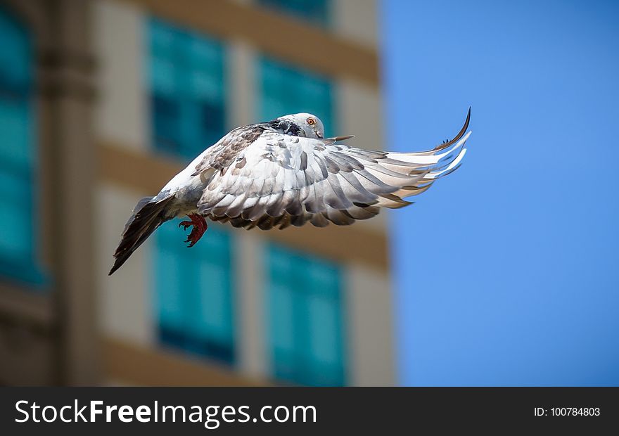 Bird, Beak, Fauna, Sky