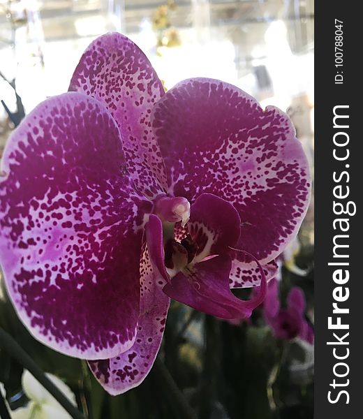 Very Rare Purple Orchid .