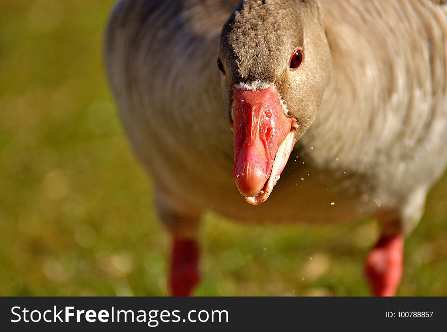 Beak, Fauna, Bird, Water Bird