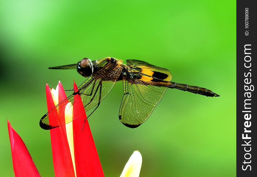 Insect, Invertebrate, Dragonfly, Macro Photography