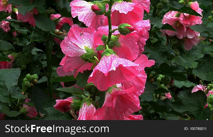 Flower, Pink, Plant, Flora