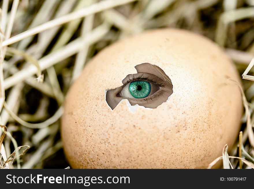 Eye, Close Up, Macro Photography