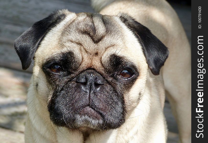 Pug, Dog, Dog Like Mammal, Dog Breed