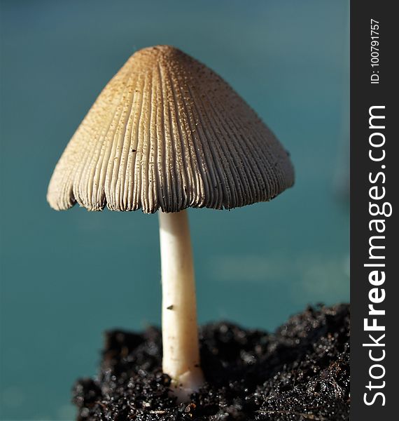 Mushroom, Agaricaceae, Edible Mushroom, Fungus