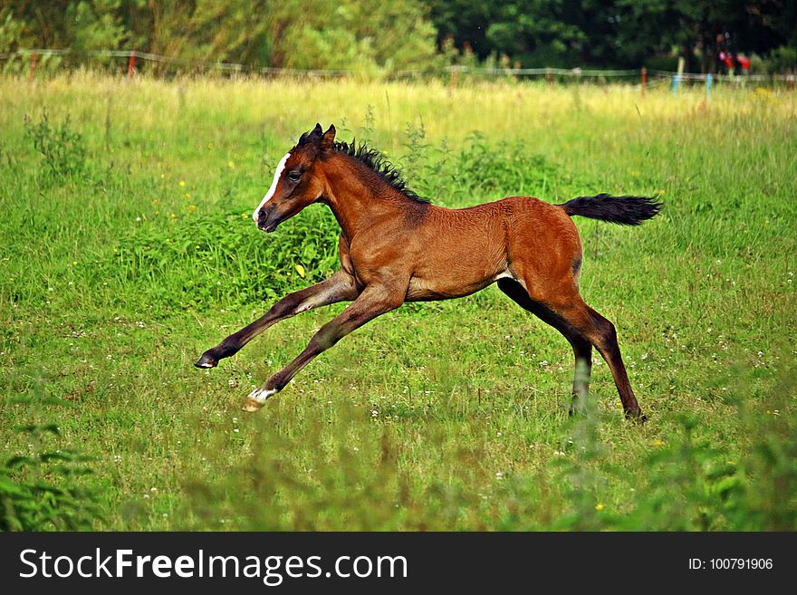 Horse, Pasture, Ecosystem, Grassland