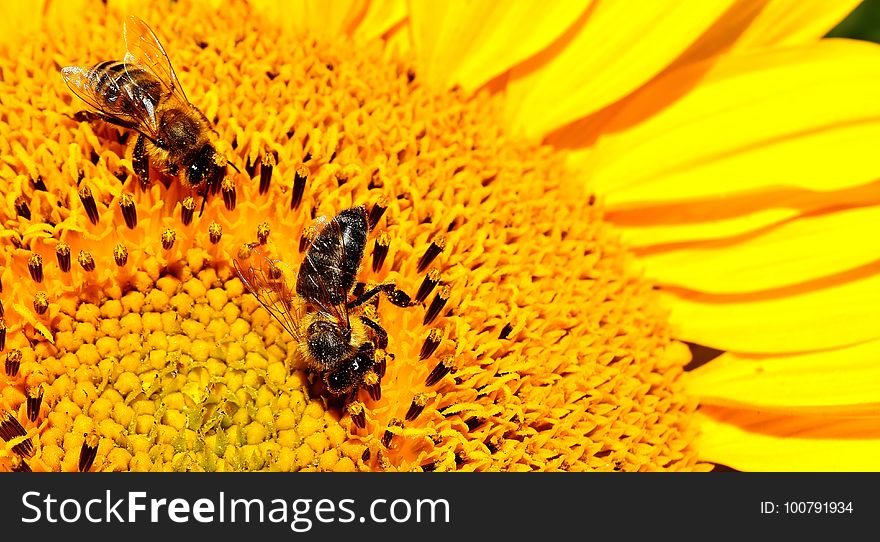 Honey Bee, Bee, Yellow, Pollen