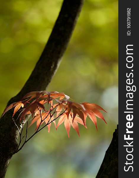 Leaf, Deciduous, Branch, Close Up