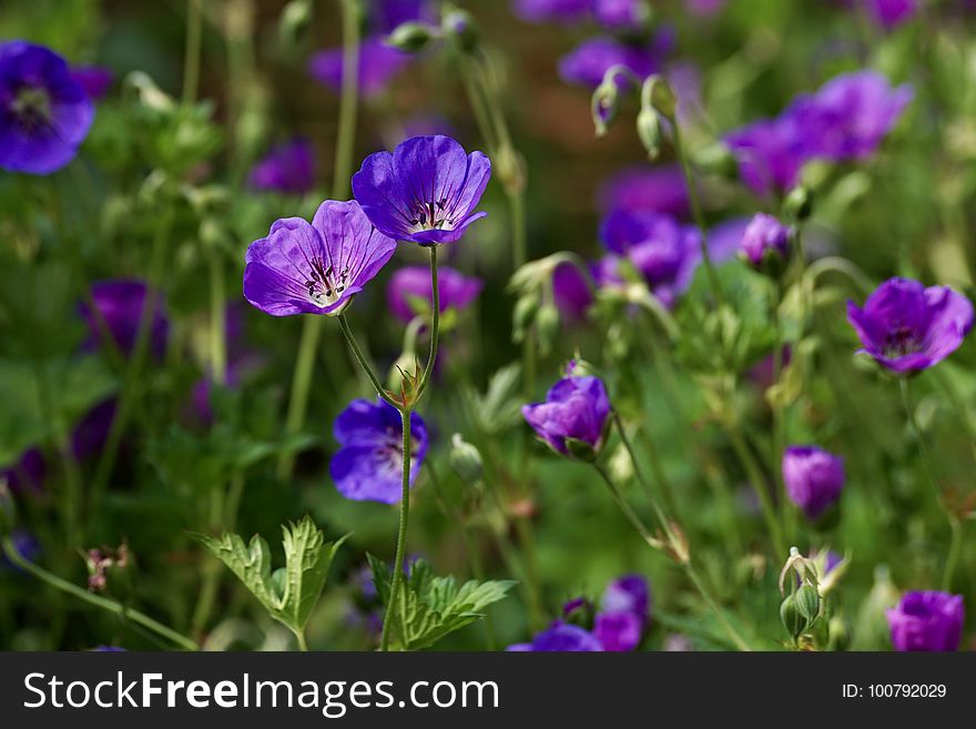 Flower, Plant, Purple, Flowering Plant