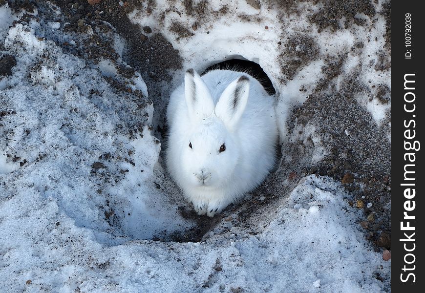 Snow, Fauna, Rabits And Hares, Hare