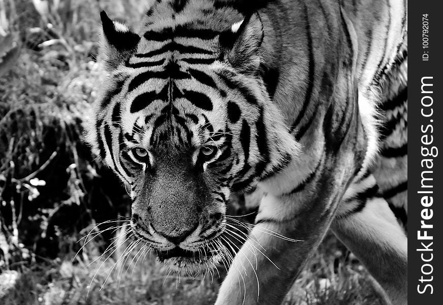 Wildlife, Tiger, Black And White, Mammal