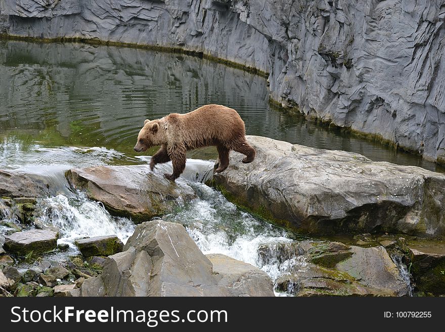 Fauna, National Park, Grizzly Bear, Wildlife