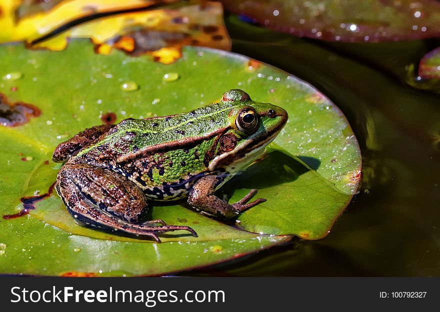 Ranidae, Amphibian, Frog, Bullfrog