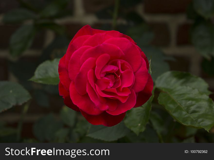 Rose, Flower, Rose Family, Red