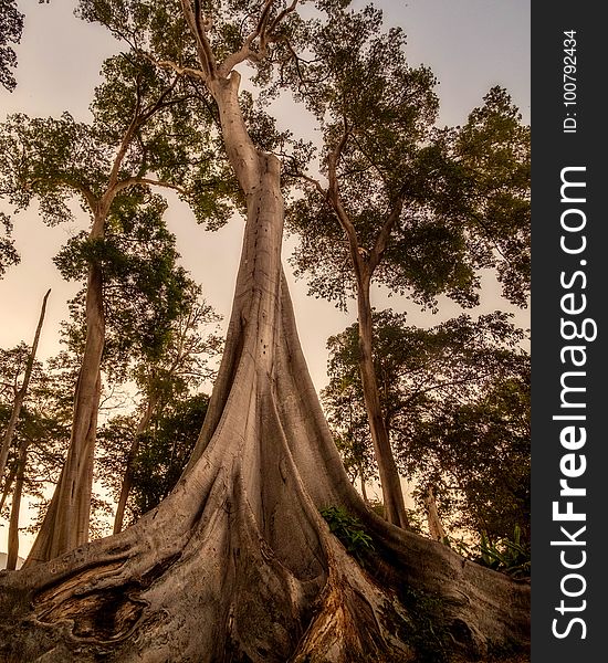 Tree, Woody Plant, Plant, Forest