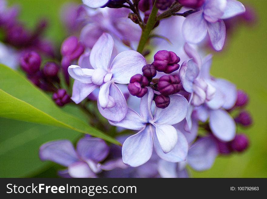 Flower, Purple, Flora, Lilac