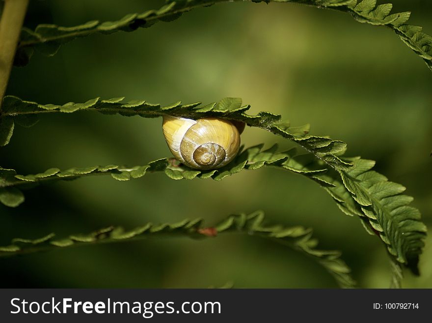 Leaf, Close Up, Branch, Twig