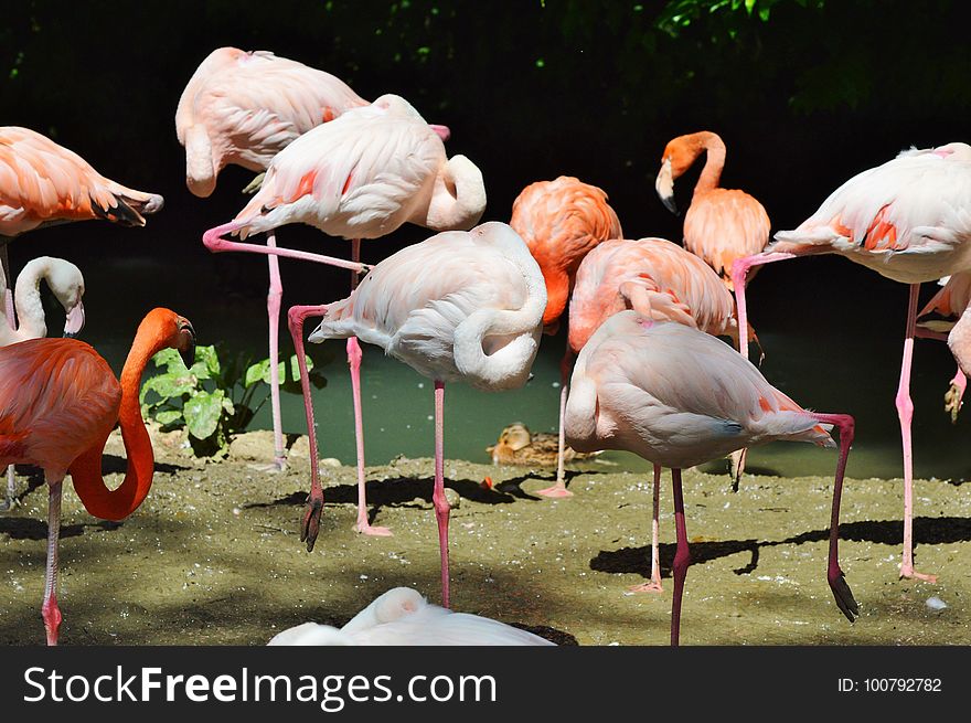 Flamingo, Water Bird, Bird