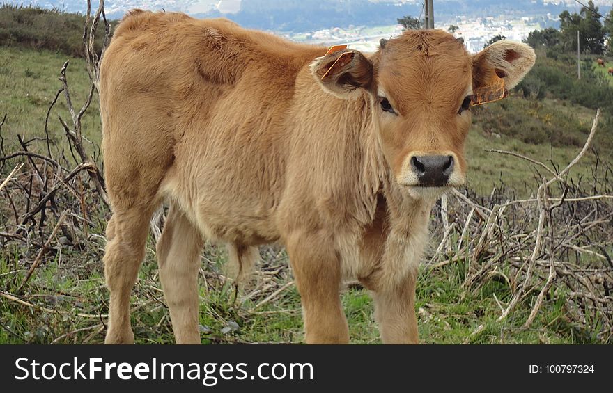 Cattle Like Mammal, Pasture, Calf, Cow Goat Family