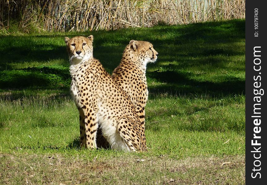 Cheetah, Terrestrial Animal, Wildlife, Mammal