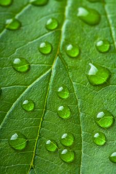 Fresh Green Leaf With Water Droplets Stock Photography