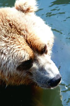 Bear Stock Photography Bear Stock Photography