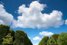Tree Against Blue Sky Stock Photos Tree Against Blue Sky Stock Photos