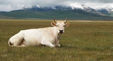 White Cow Stock Photo