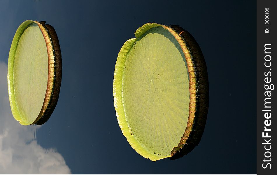 Water-platter in a pond in summer day