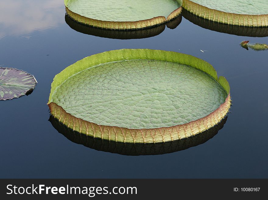 Water-platter in a pond in summer day