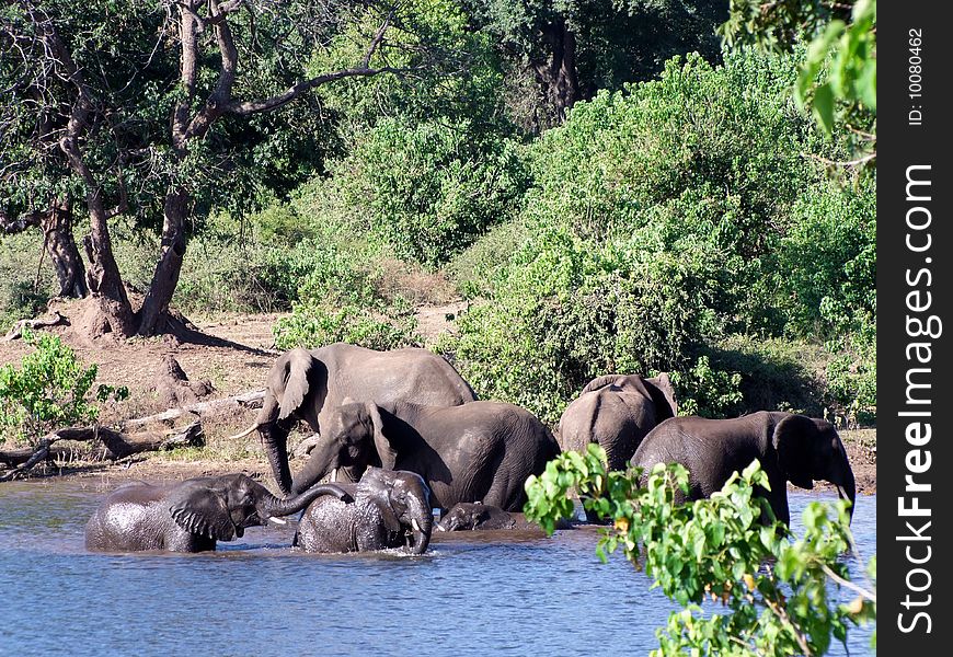 Elephants At Chobe National Park