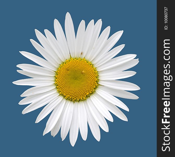 White camomile isolated with clipping path. White camomile isolated with clipping path