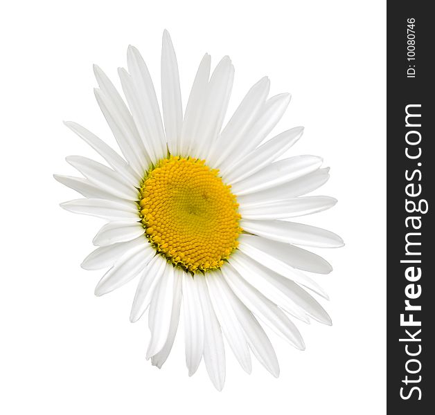 White Camomile (clipping Path)