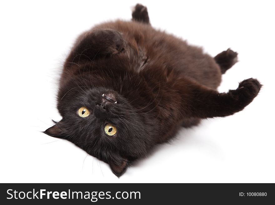 Lying black cat isolated