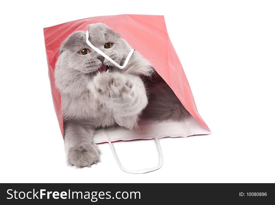 Cute British kitten in red bag isolated over white