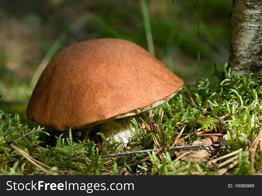 Orange cap mushroom on moss close up