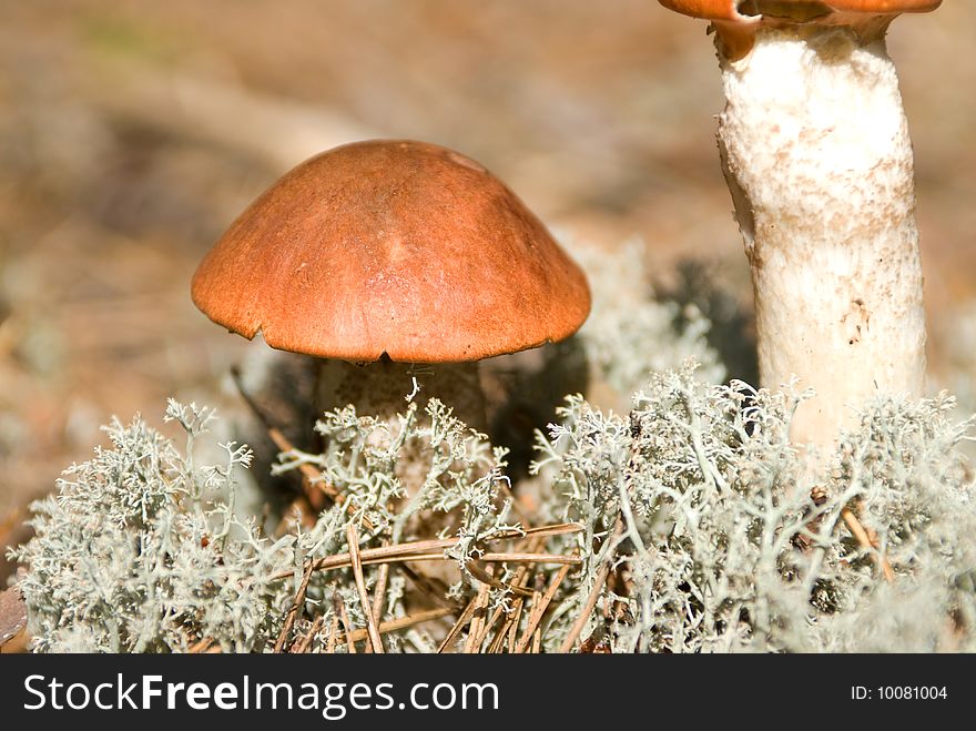 Orange cap mushroom