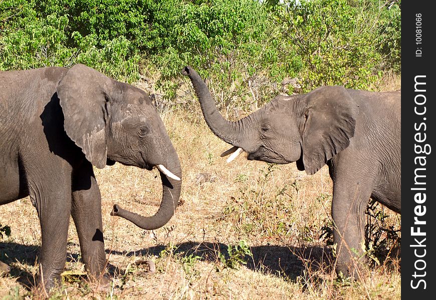 Playing elephants at Chobe National Park (Botswana)